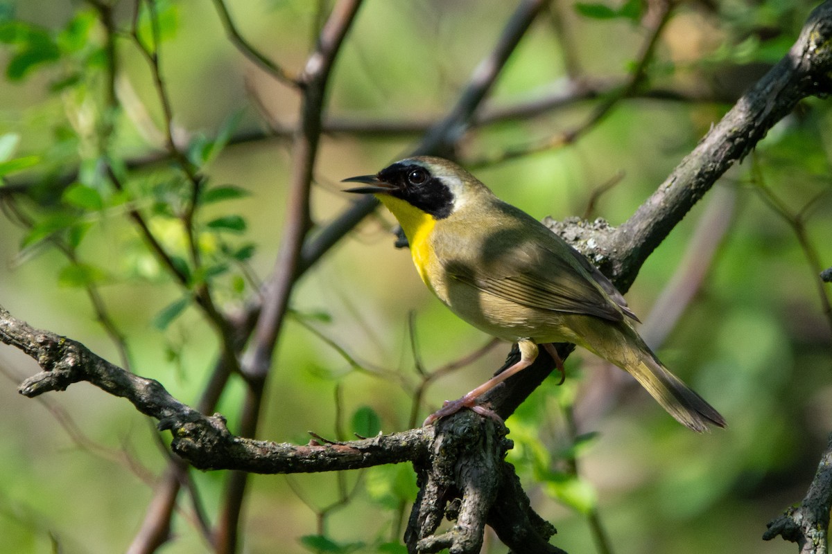 Common Yellowthroat - Kara Morales