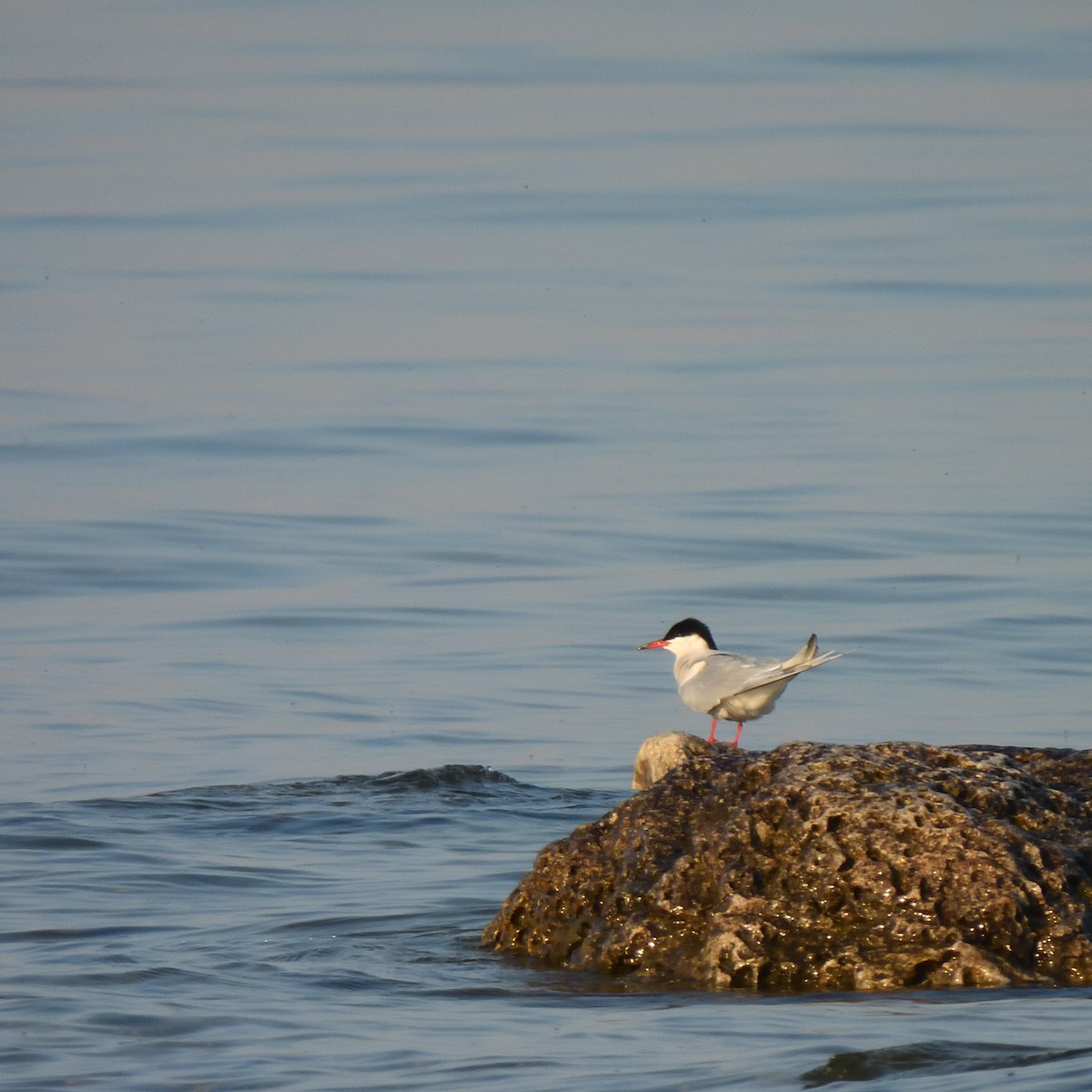 Common Tern - Julie D'Annunzio