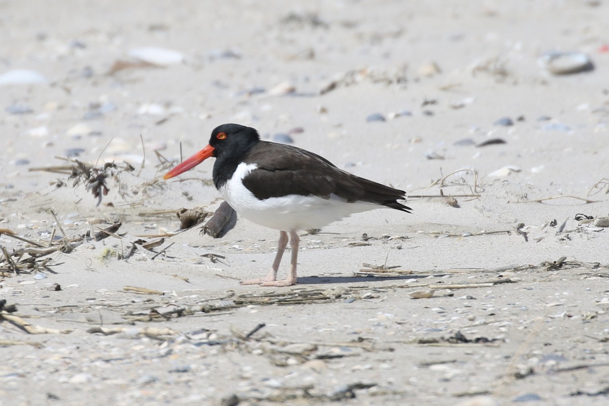 American Oystercatcher - Pranav Kumar