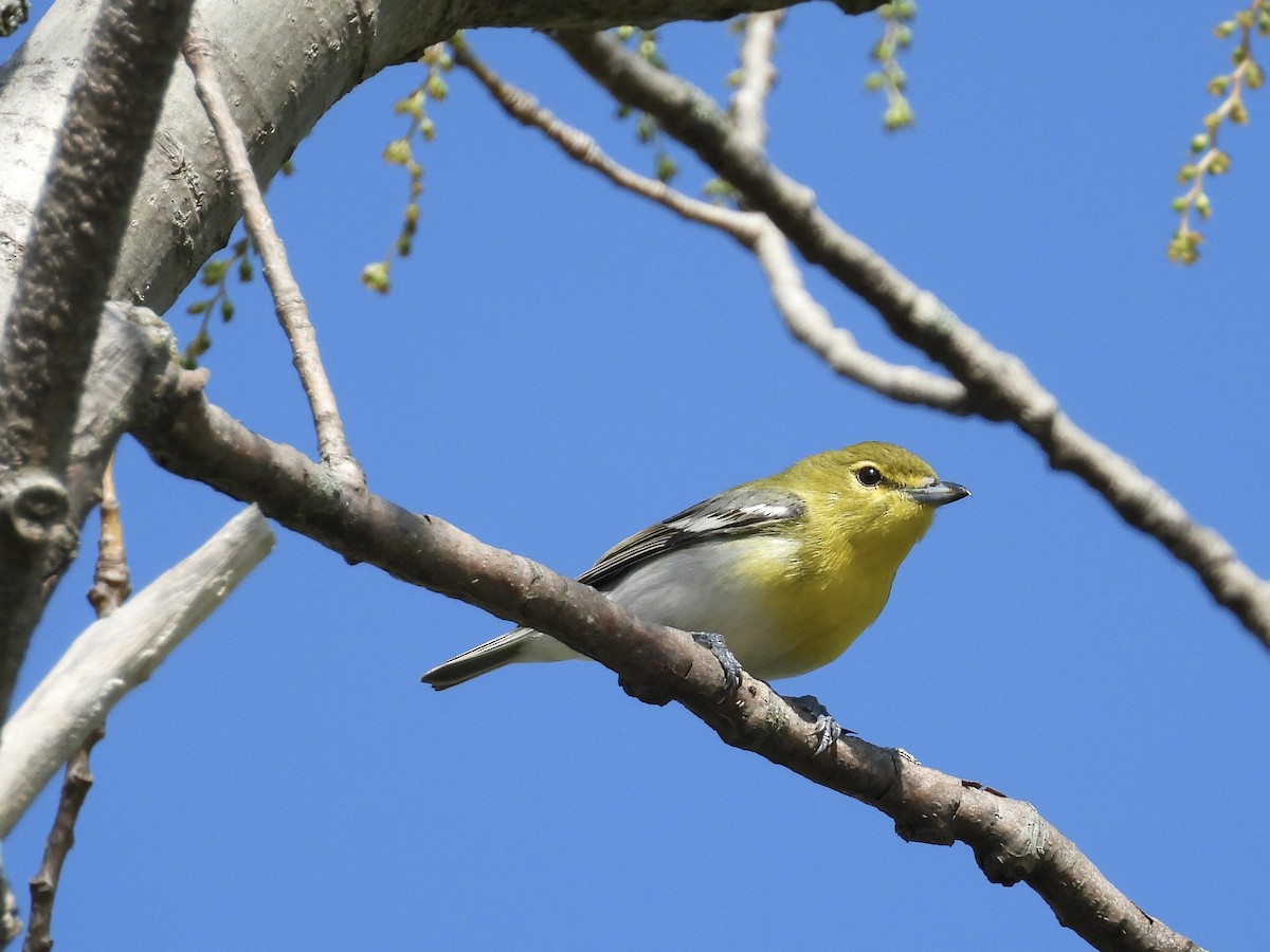 Yellow-throated Vireo - KL Garlock