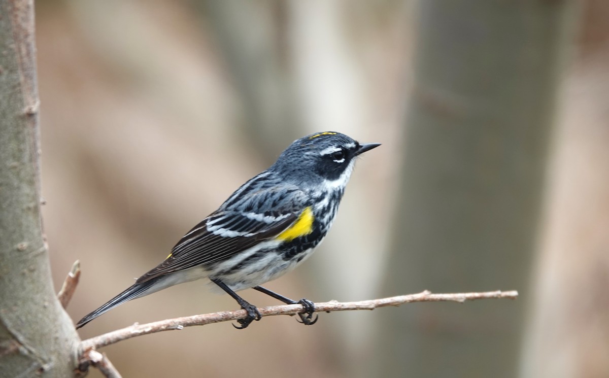 Yellow-rumped Warbler - ML619154194