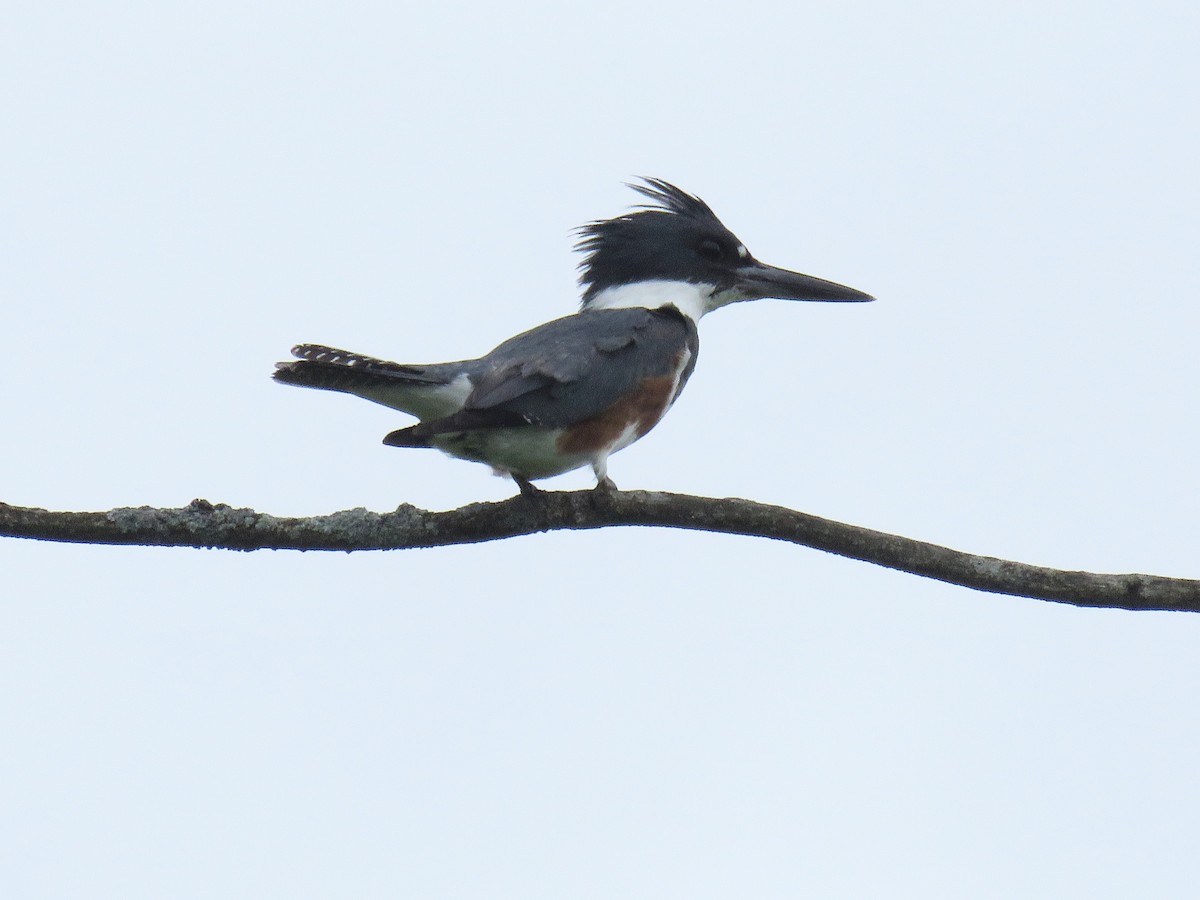 Belted Kingfisher - d w