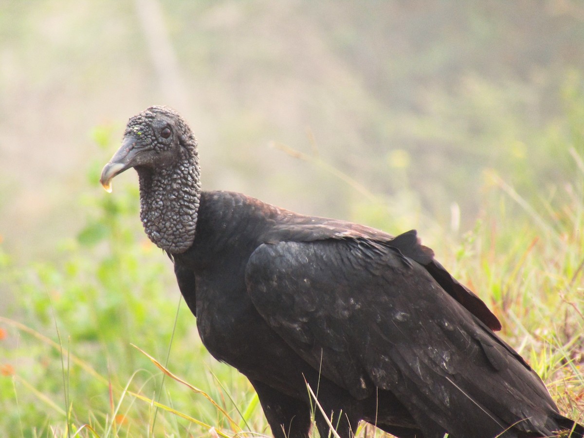 Black Vulture - Liliana Matute Mandujano