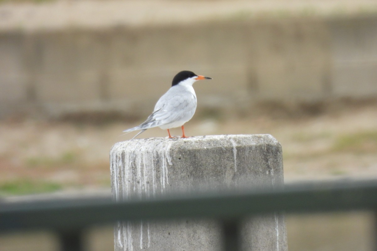 Forster's Tern - Bret Elgersma