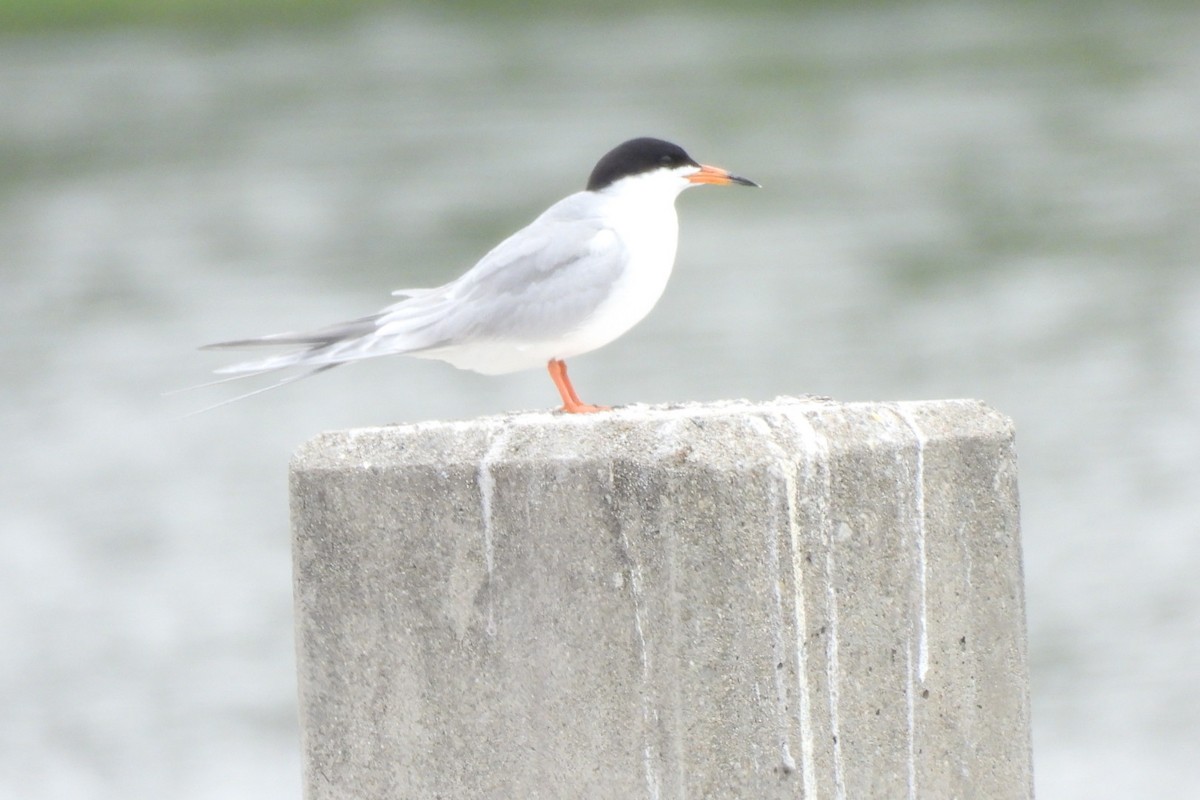 Forster's Tern - ML619154204