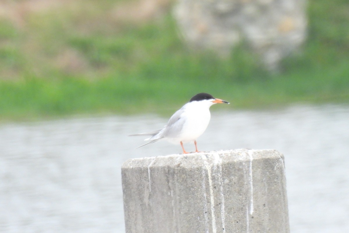 Forster's Tern - Bret Elgersma