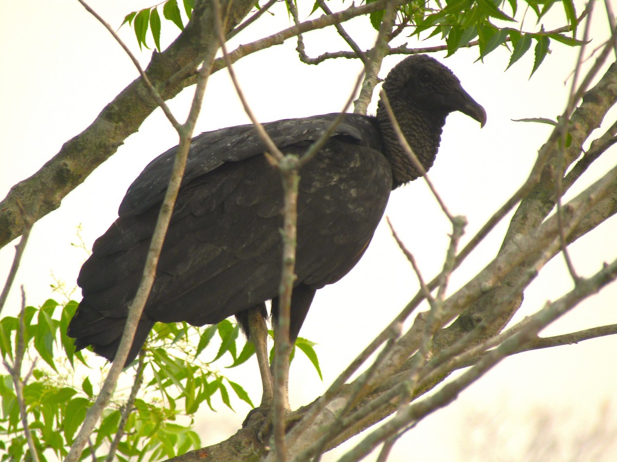 Black Vulture - Liliana Matute Mandujano