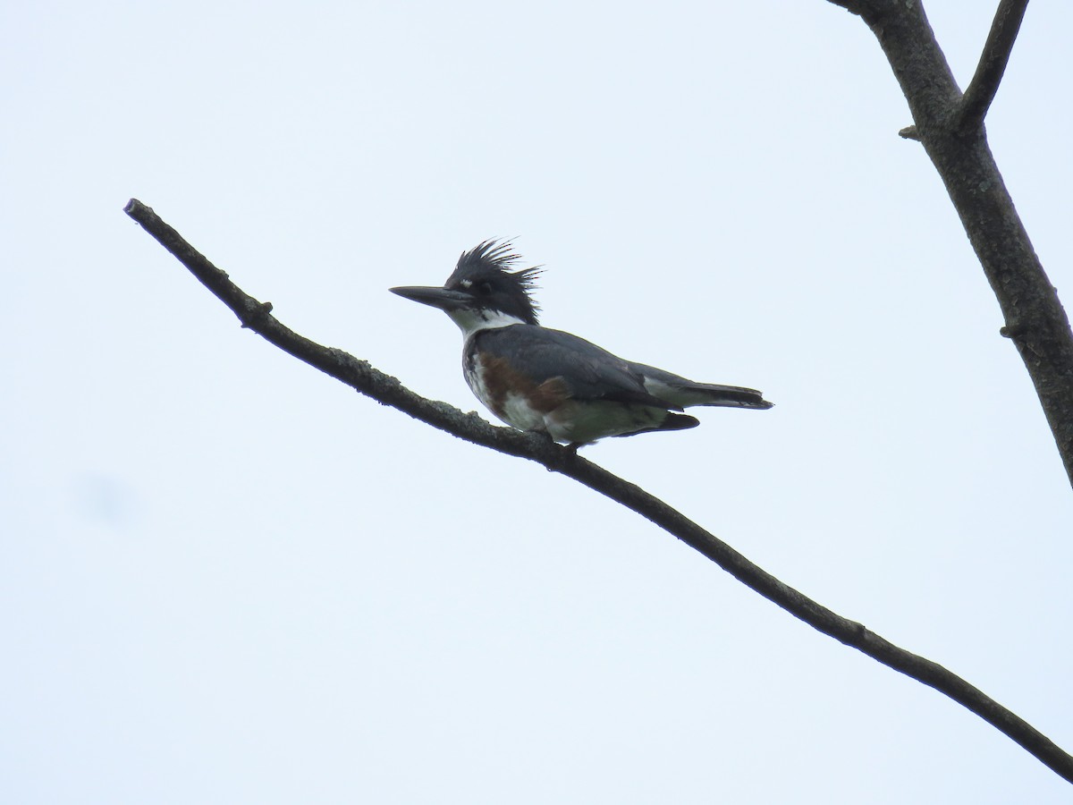 Belted Kingfisher - d w