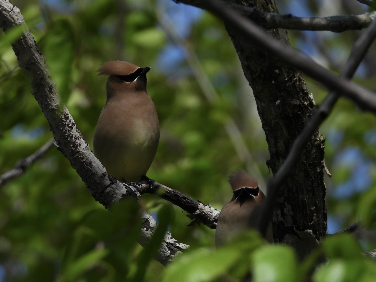 Cedar Waxwing - ML619154218