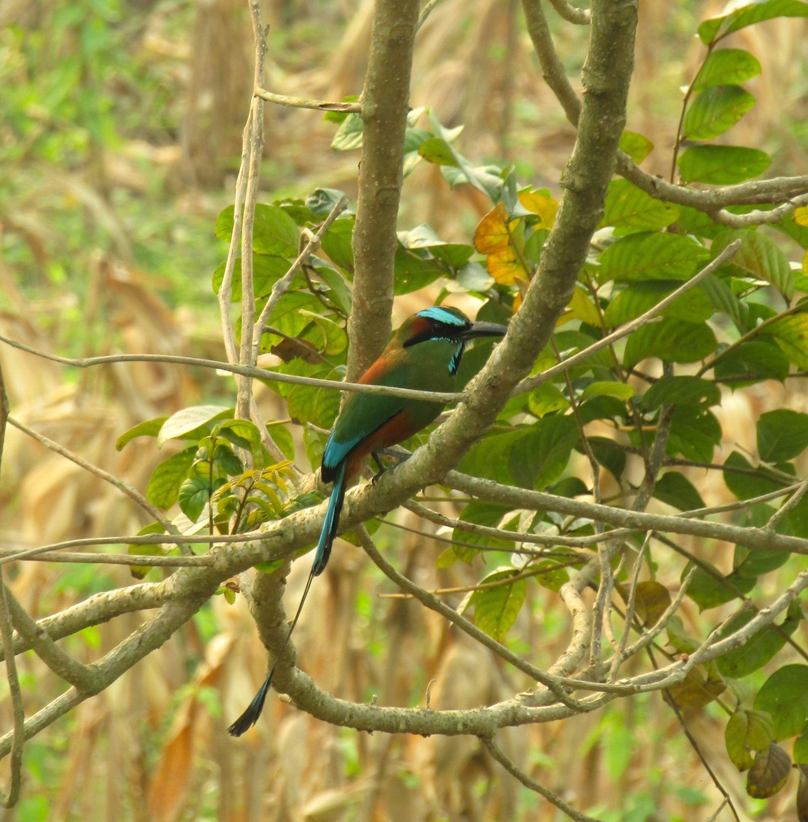 Turquoise-browed Motmot - ML619154223