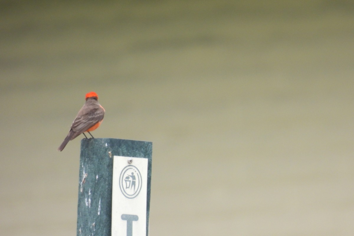 Vermilion Flycatcher - Bret Elgersma