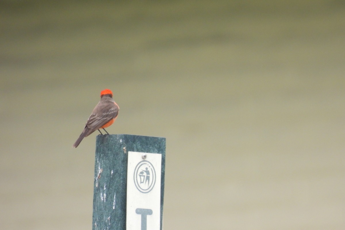 Vermilion Flycatcher - Bret Elgersma