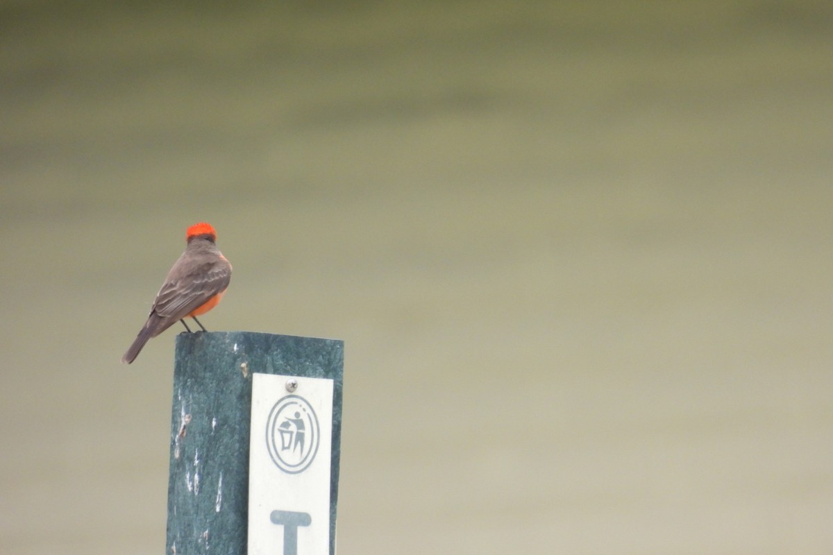 Vermilion Flycatcher - Bret Elgersma