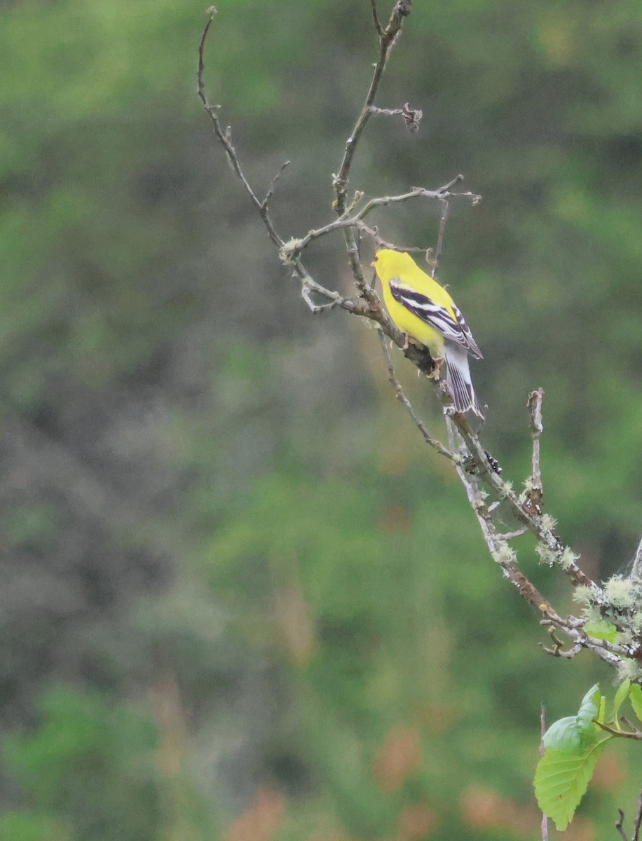 American Goldfinch - Walter Thorne