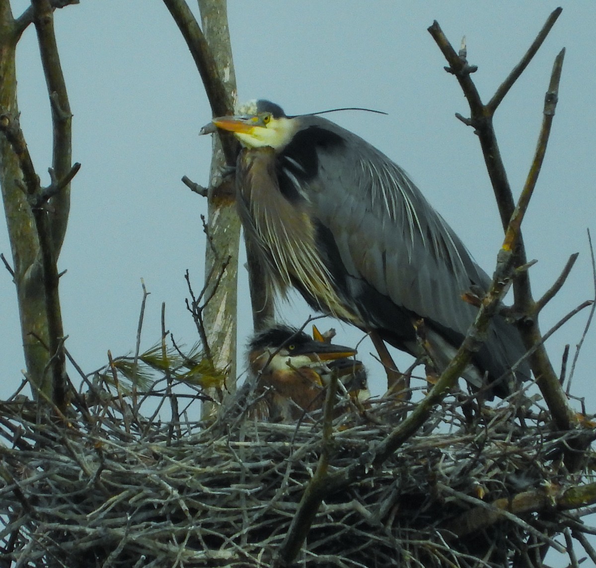 Great Blue Heron - ML619154245