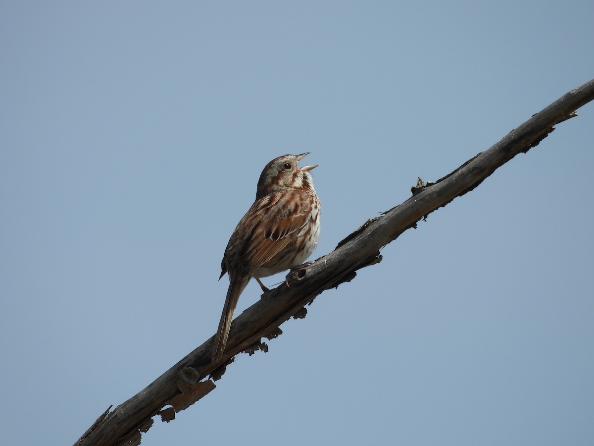 Song Sparrow - KL Garlock