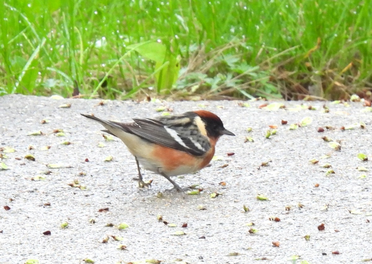 Bay-breasted Warbler - Jan Bradley