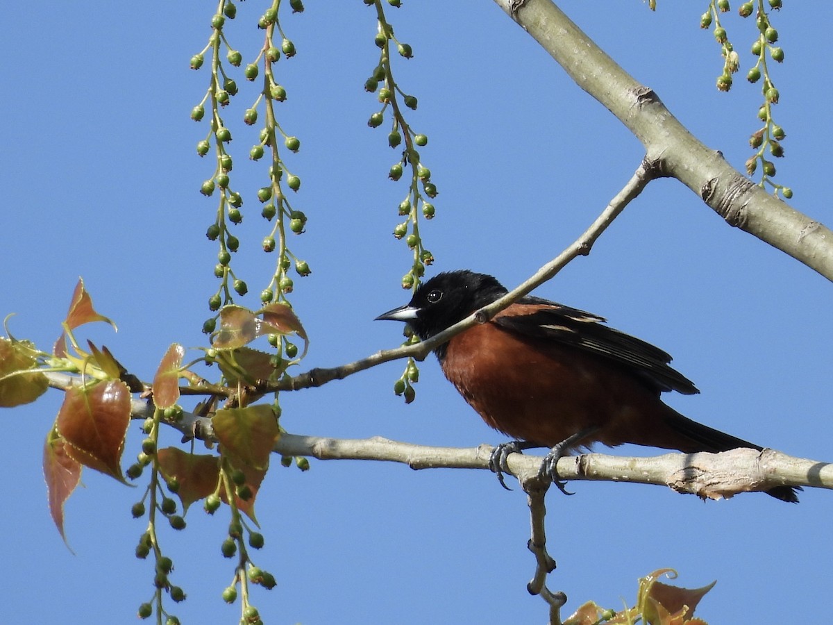 Orchard Oriole - ML619154262