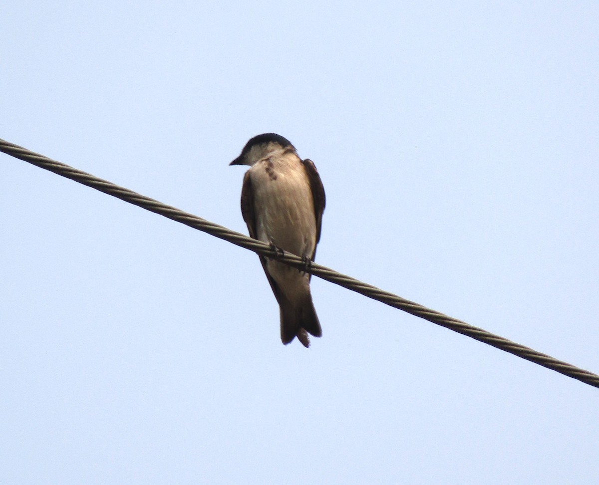 Bank Swallow - ML619154271