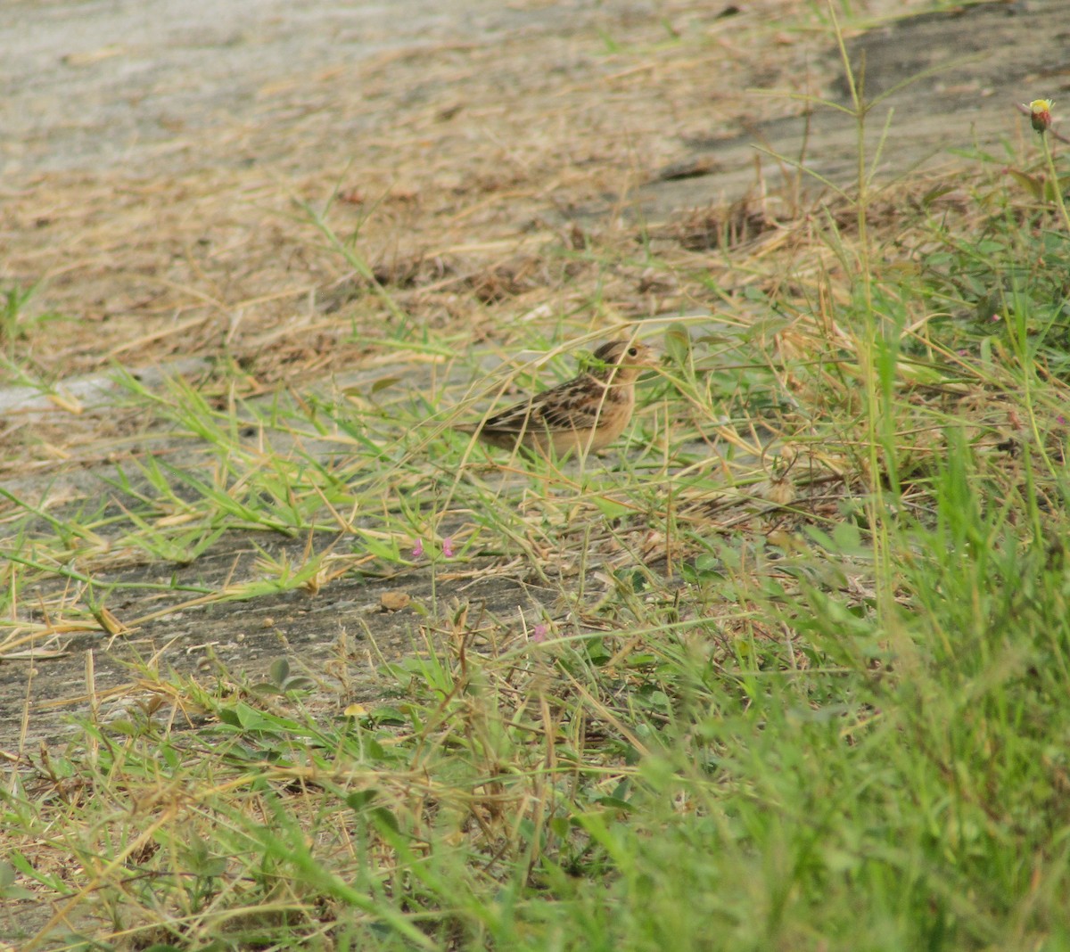 Grasshopper Sparrow - ML619154284