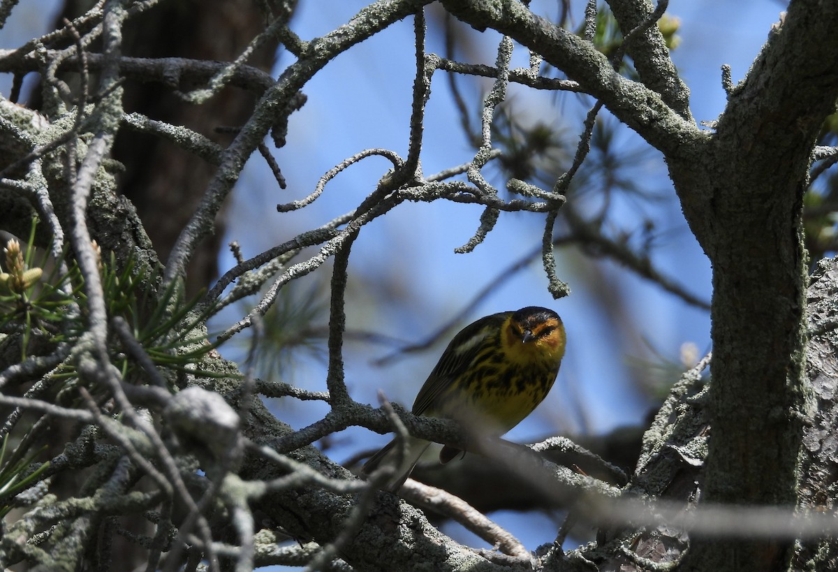 Cape May Warbler - ML619154285