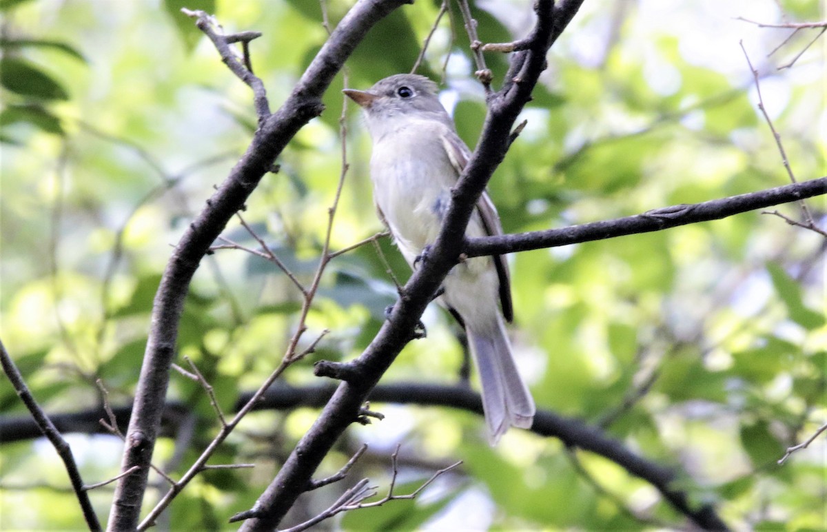 Least Flycatcher - FELIPE SAN MARTIN