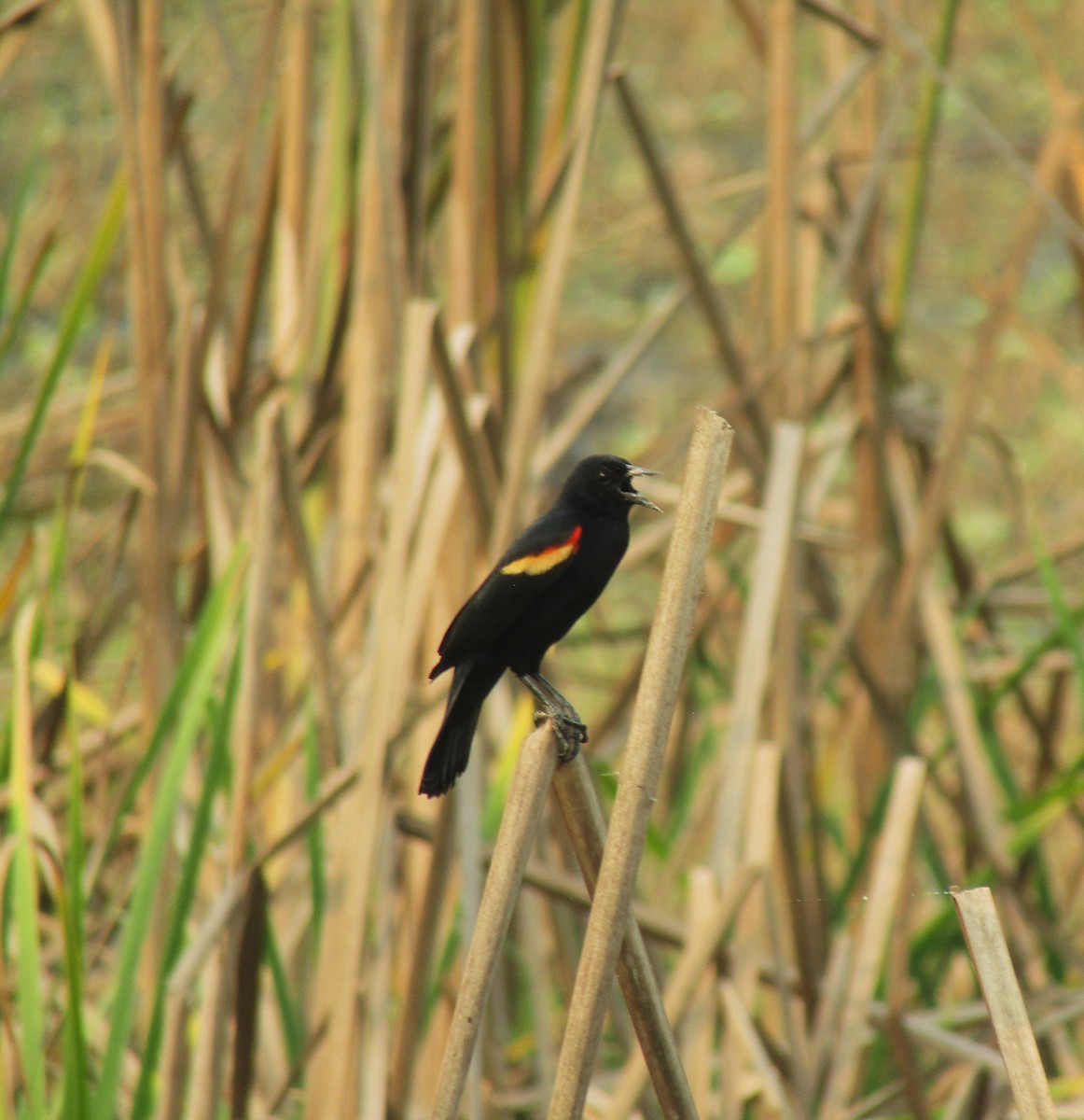 Red-winged Blackbird - Liliana Matute Mandujano