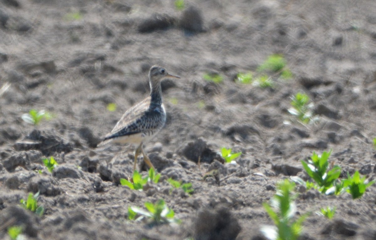 Upland Sandpiper - Wendy Skirrow