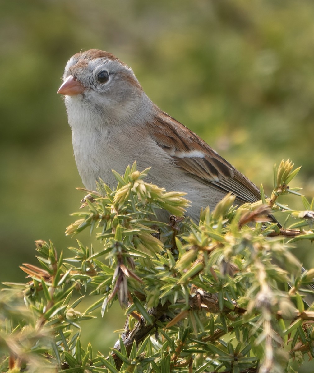 Field Sparrow - jason from Ontario