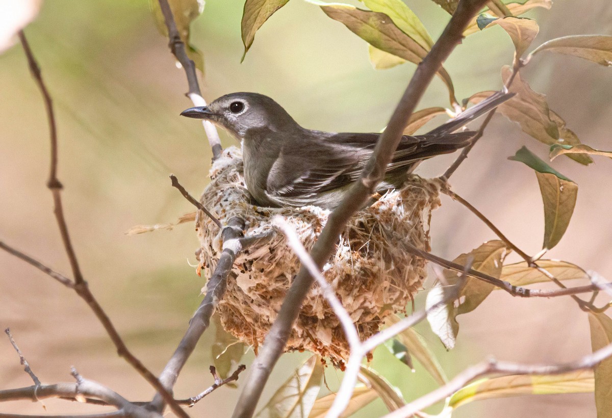Plumbeous Vireo - John Scharpen
