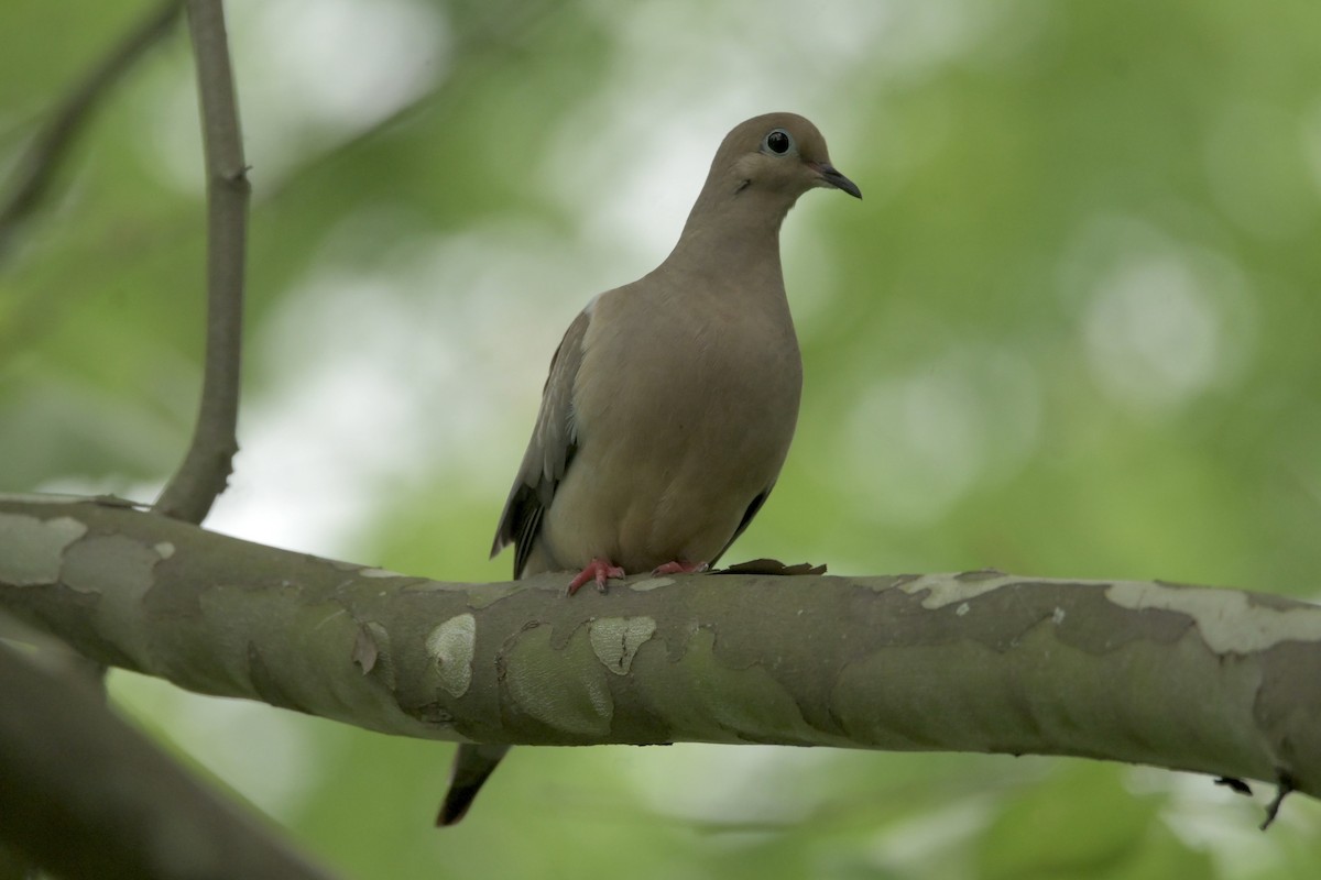 Mourning Dove - Justin Riley