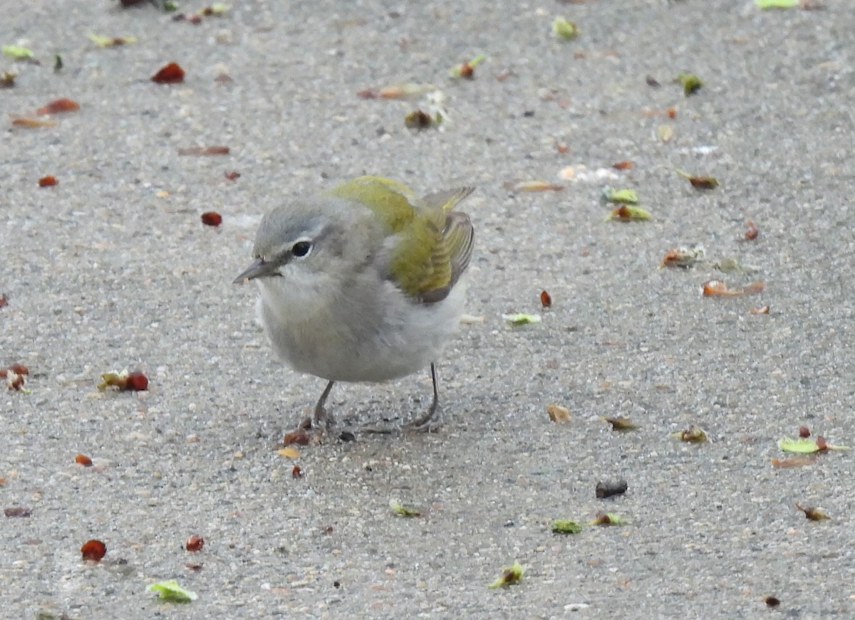 Tennessee Warbler - Jan Bradley