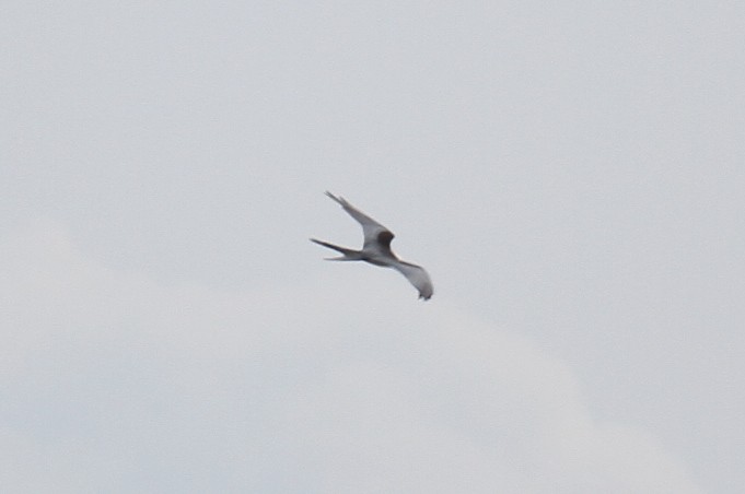 Swallow-tailed Kite - ML619154372