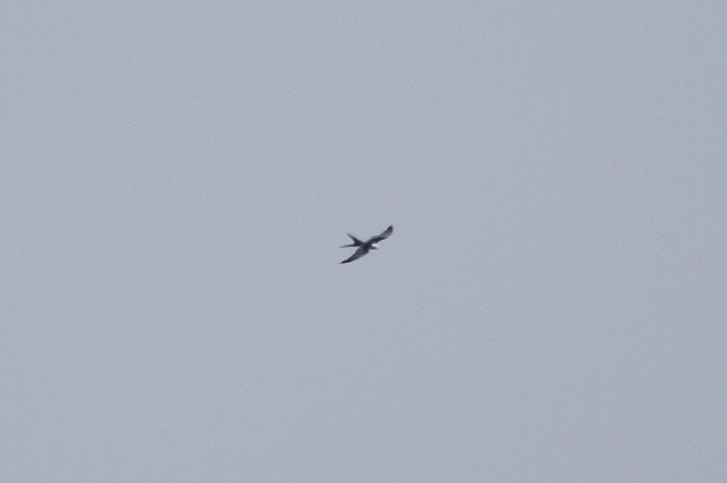 Swallow-tailed Kite - ML619154373