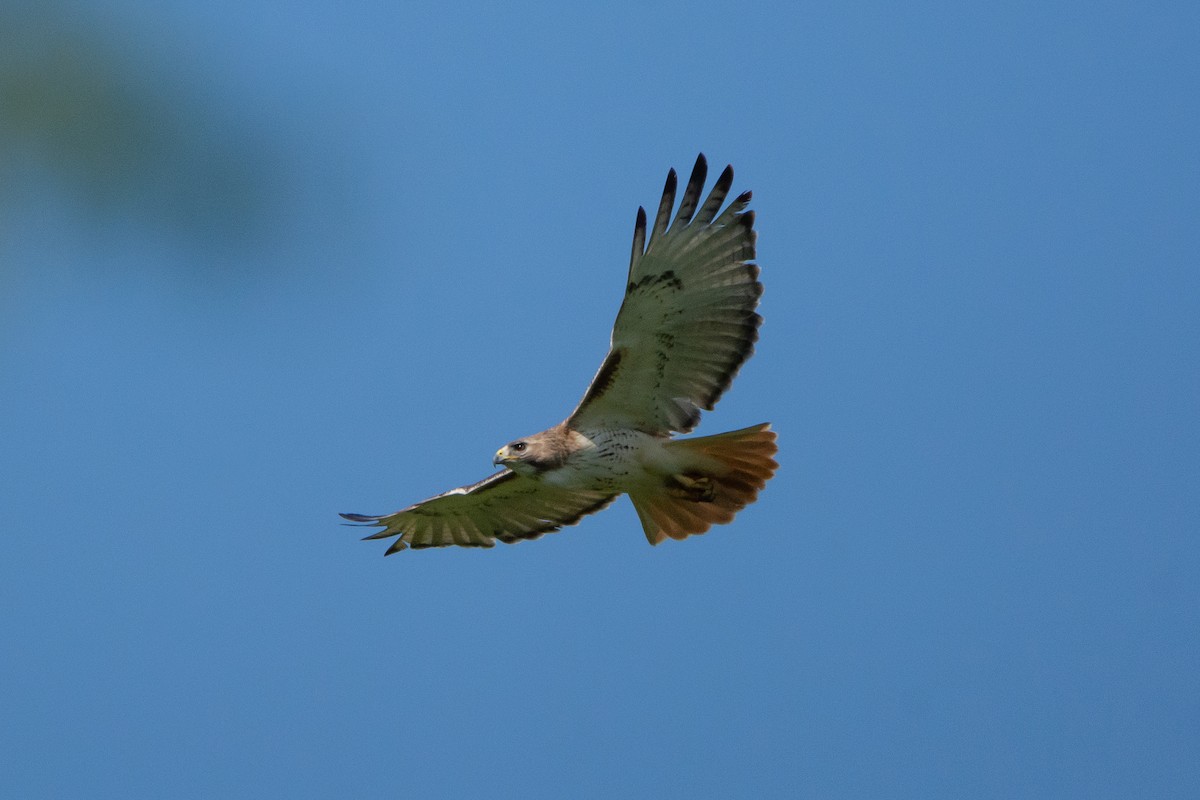 Red-tailed Hawk - Kara Morales