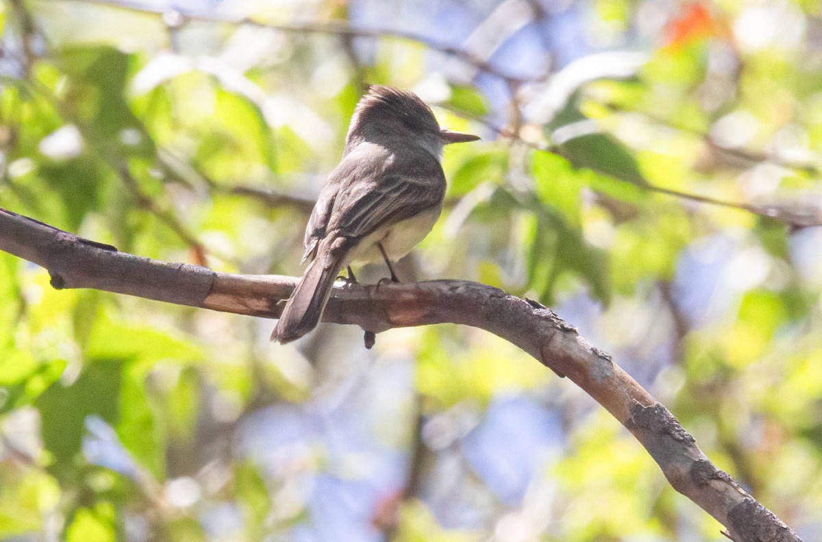 Dusky-capped Flycatcher - John Scharpen