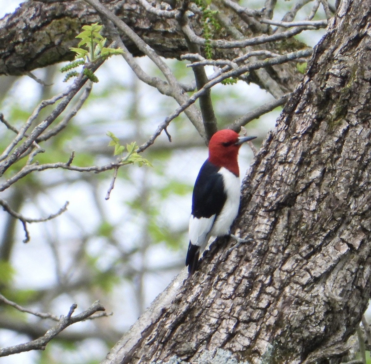 Red-headed Woodpecker - inga schmidt