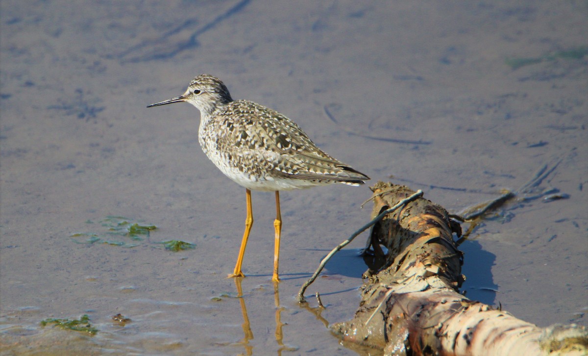 Lesser Yellowlegs - Luc Bourassa