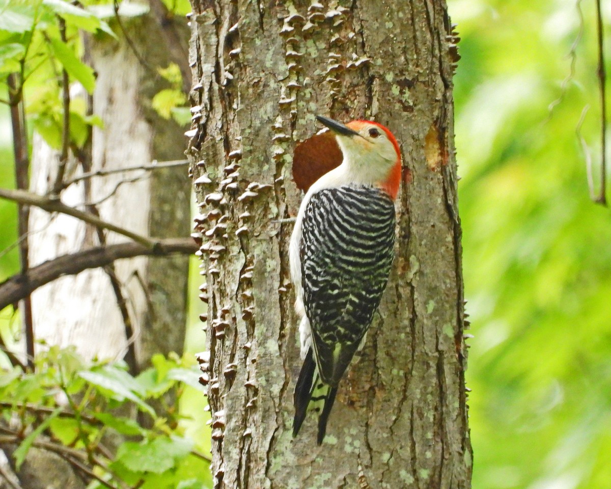 Red-bellied Woodpecker - Aubrey Merrill