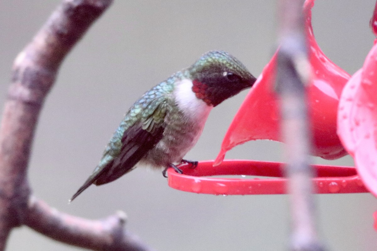 Ruby-throated Hummingbird - ML619154450