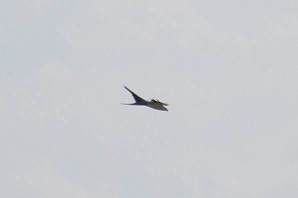 Swallow-tailed Kite - ML619154454