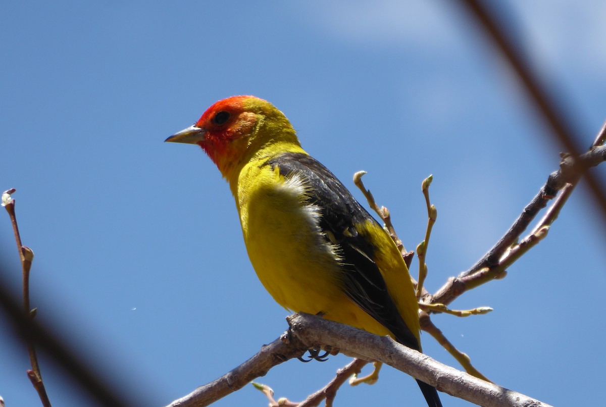 Western Tanager - Loren Quinby