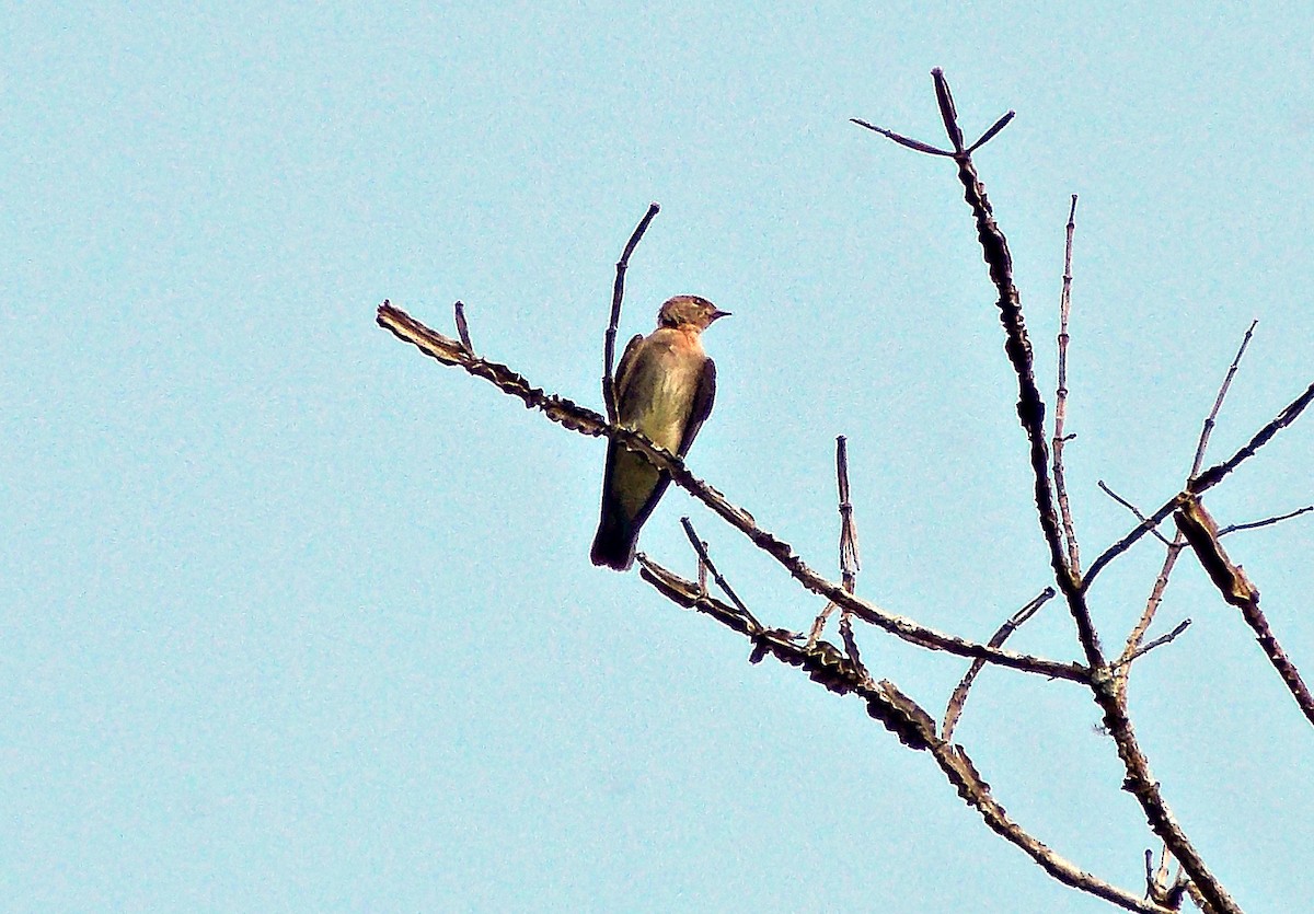Southern Rough-winged Swallow - ARNALDO SILVA