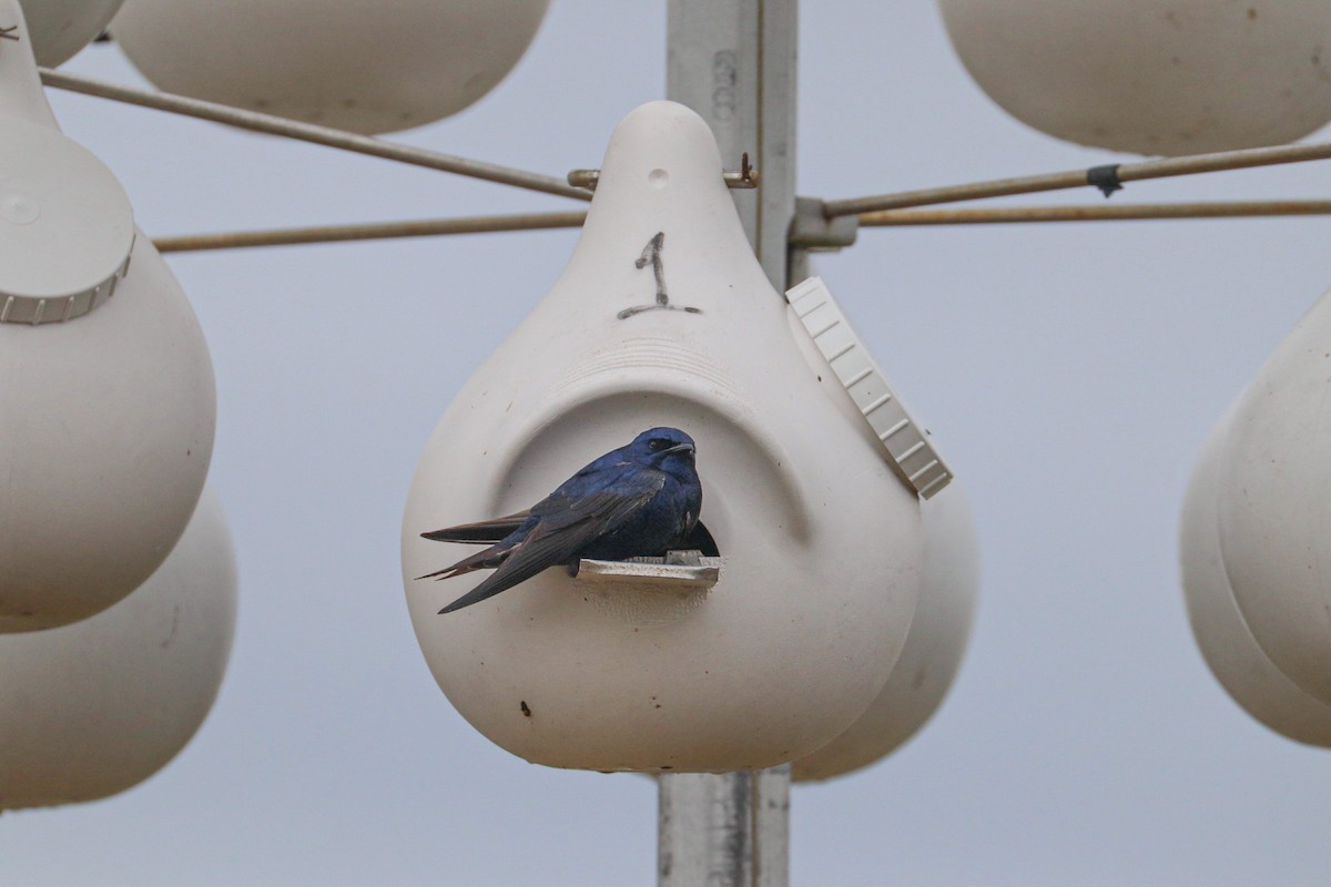 Purple Martin - MELISSA  SOVAY