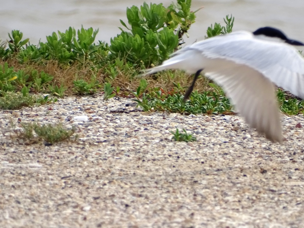 Gull-billed Tern - Stennie Meadours