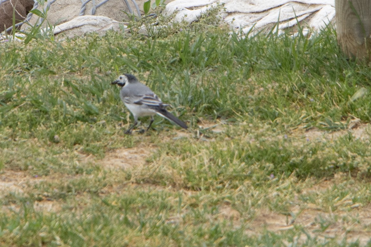 White Wagtail - Pat and Denise Feehan