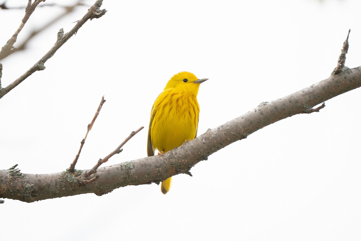 Yellow Warbler - James Ancona