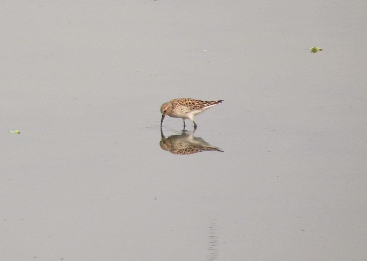 Least Sandpiper - Liliana Matute Mandujano