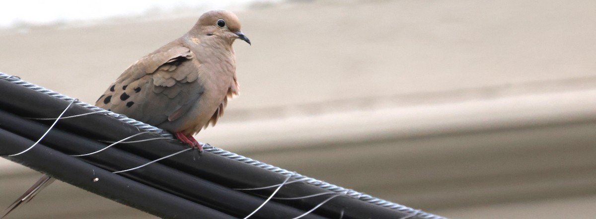 Mourning Dove - Walter Thorne