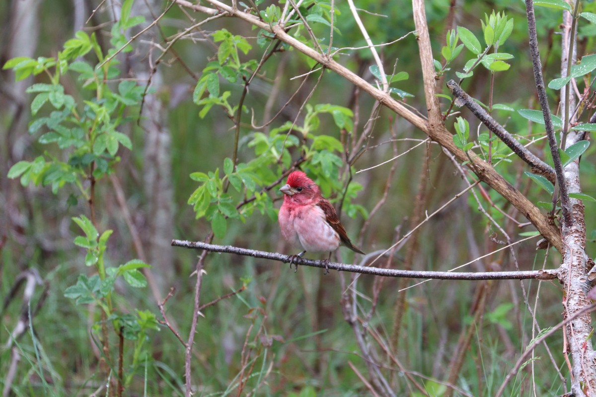 Purple Finch (Eastern) - ML619154542